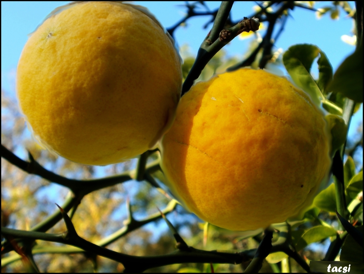 Magyar citrom