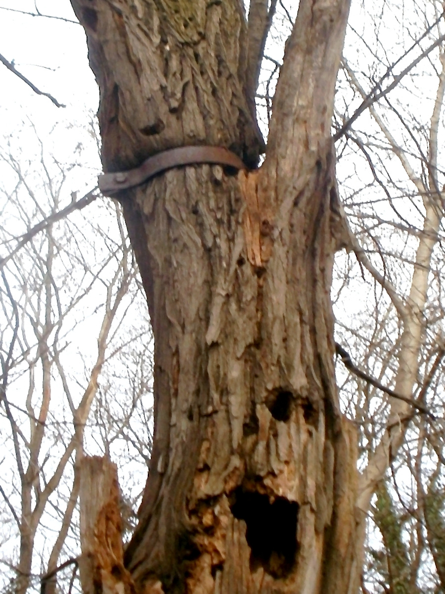 Egy fa fulladásos halála