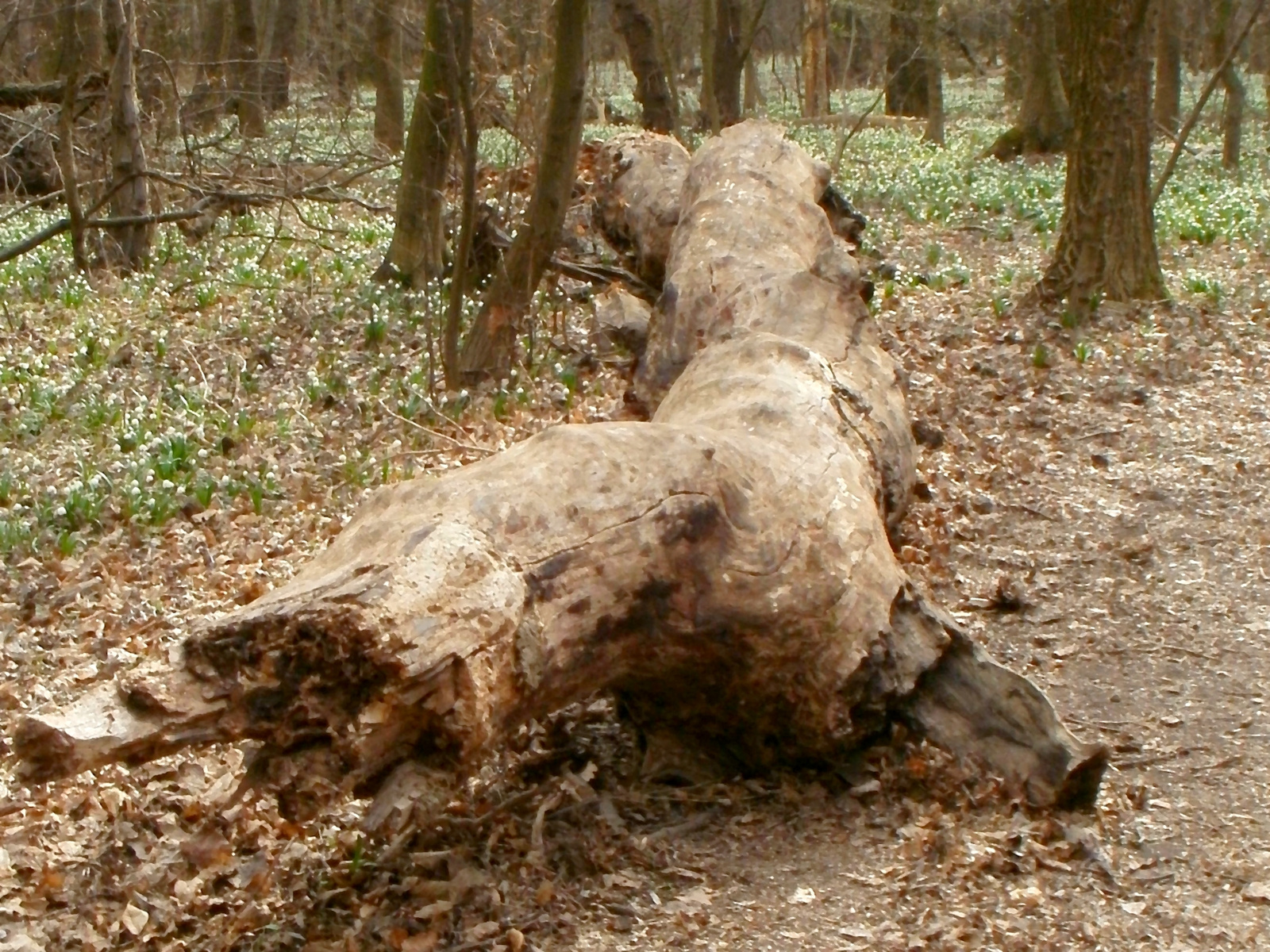 Elpusztult óriásfa
