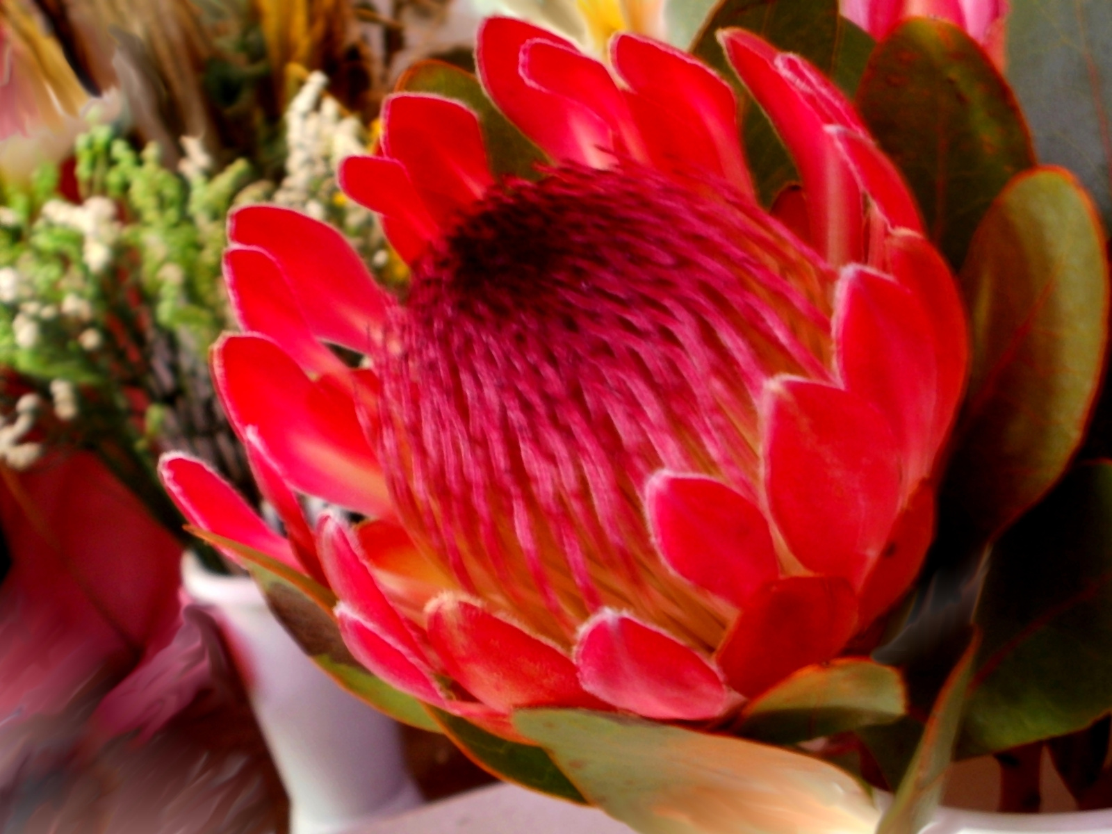 Protea