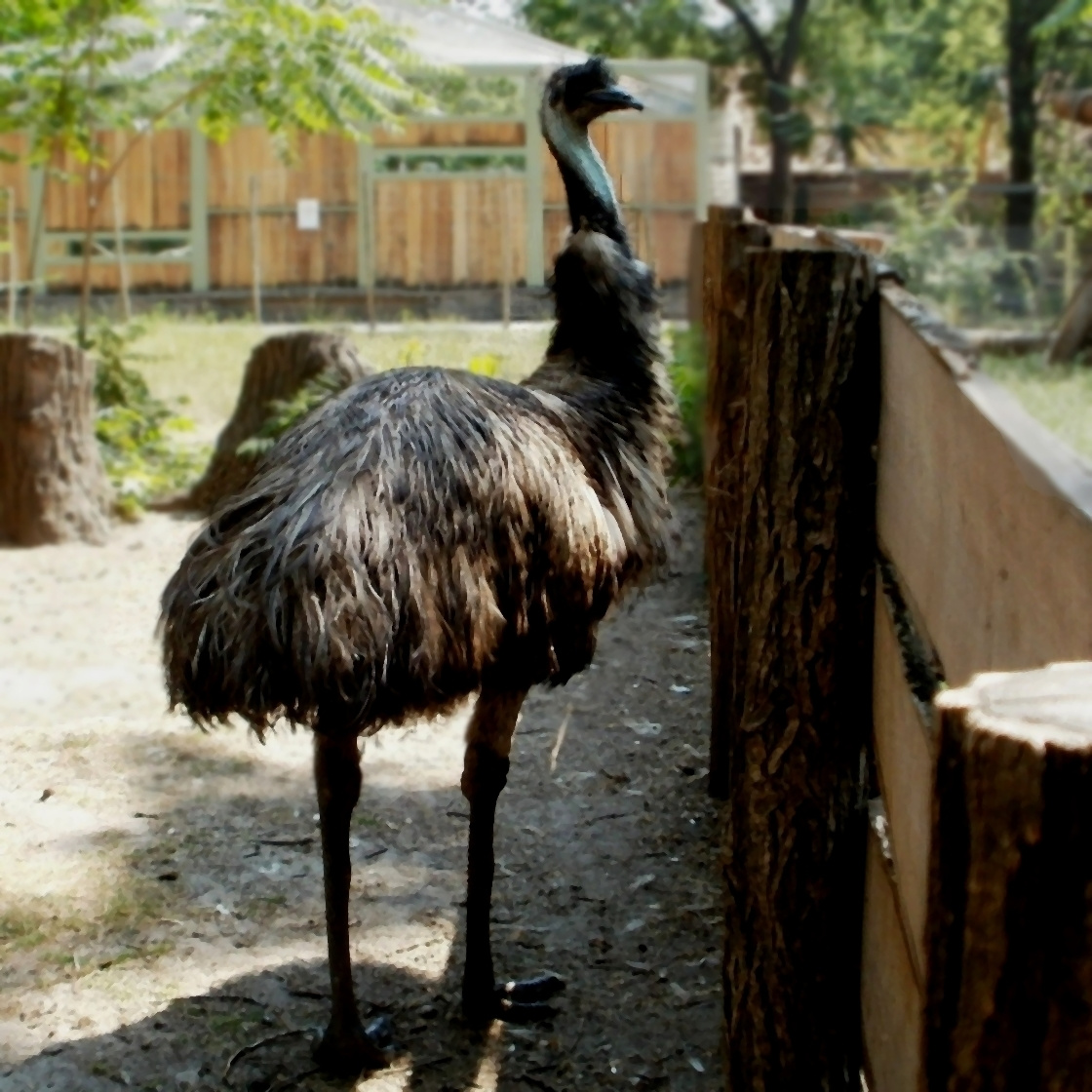 Emu