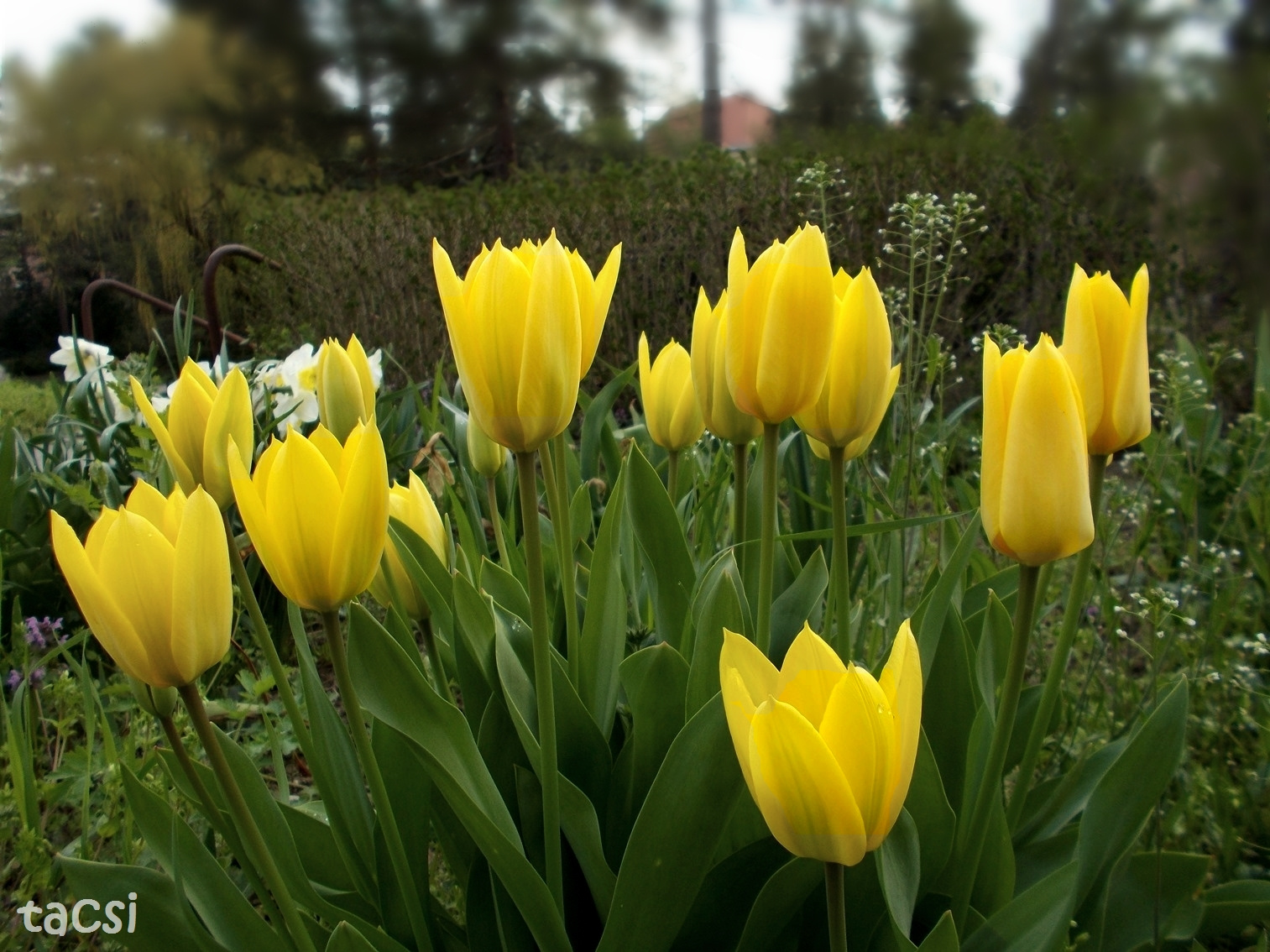 Sárga tulipánok (2)