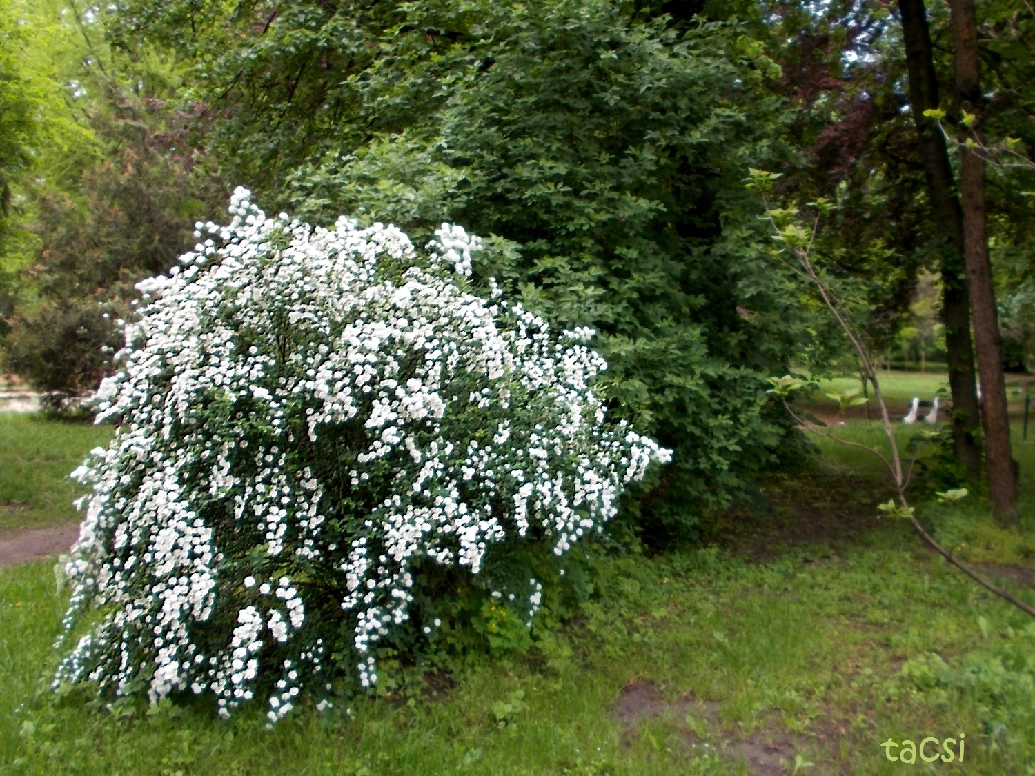 Virágzó bokor az Erzsébet kertben
