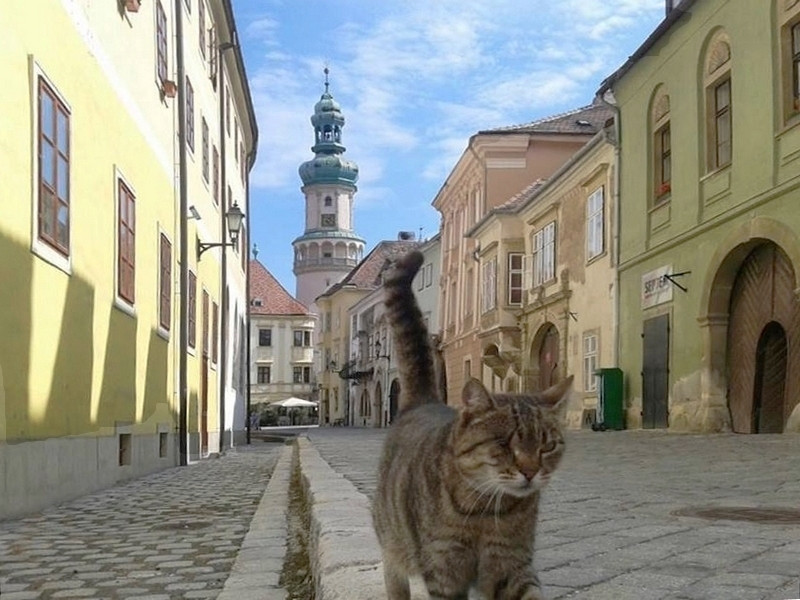 A Kolostor utca félszemű macskája