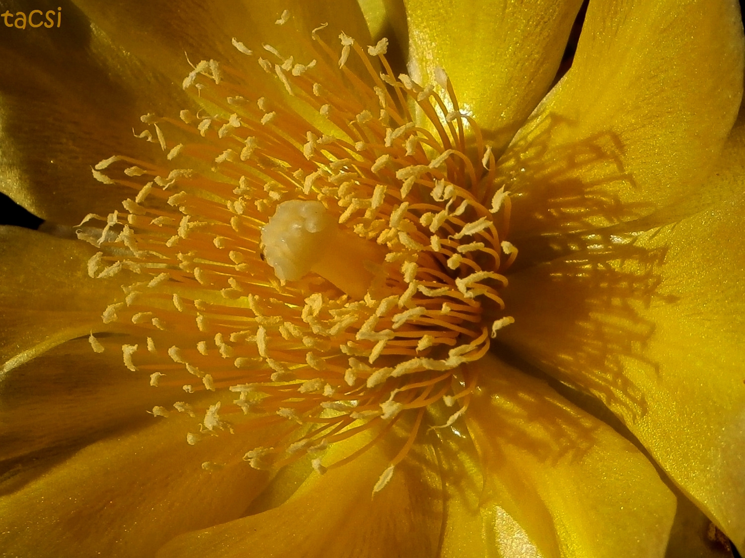 Virágporos kép