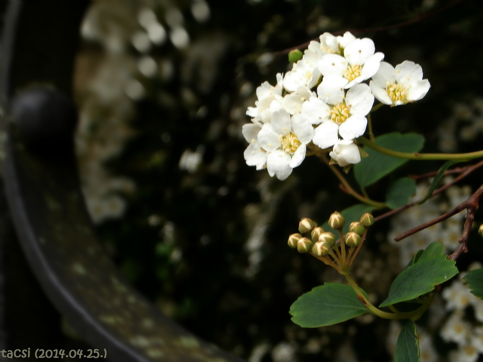 Spirea