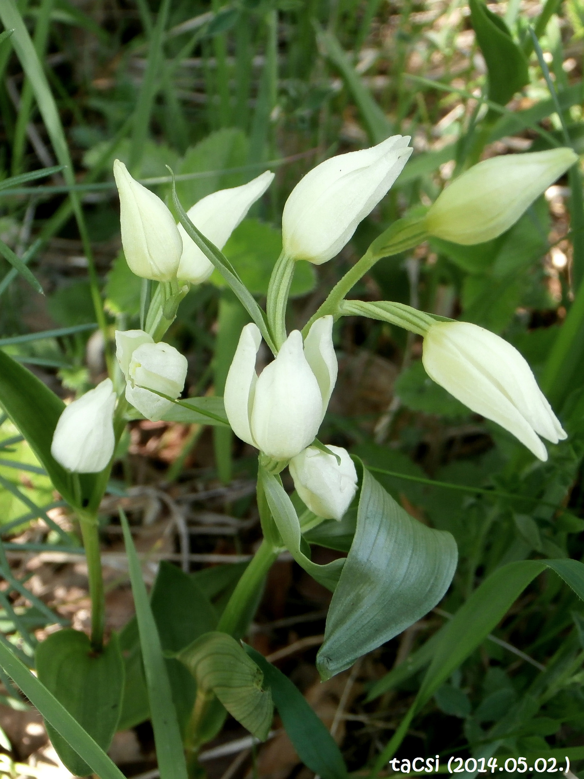 Madársisak orchidea