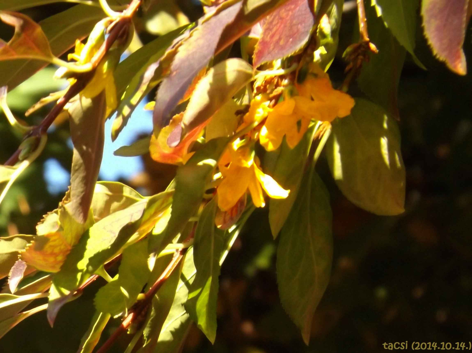 Virágzó aranyeső októberi napsütésben