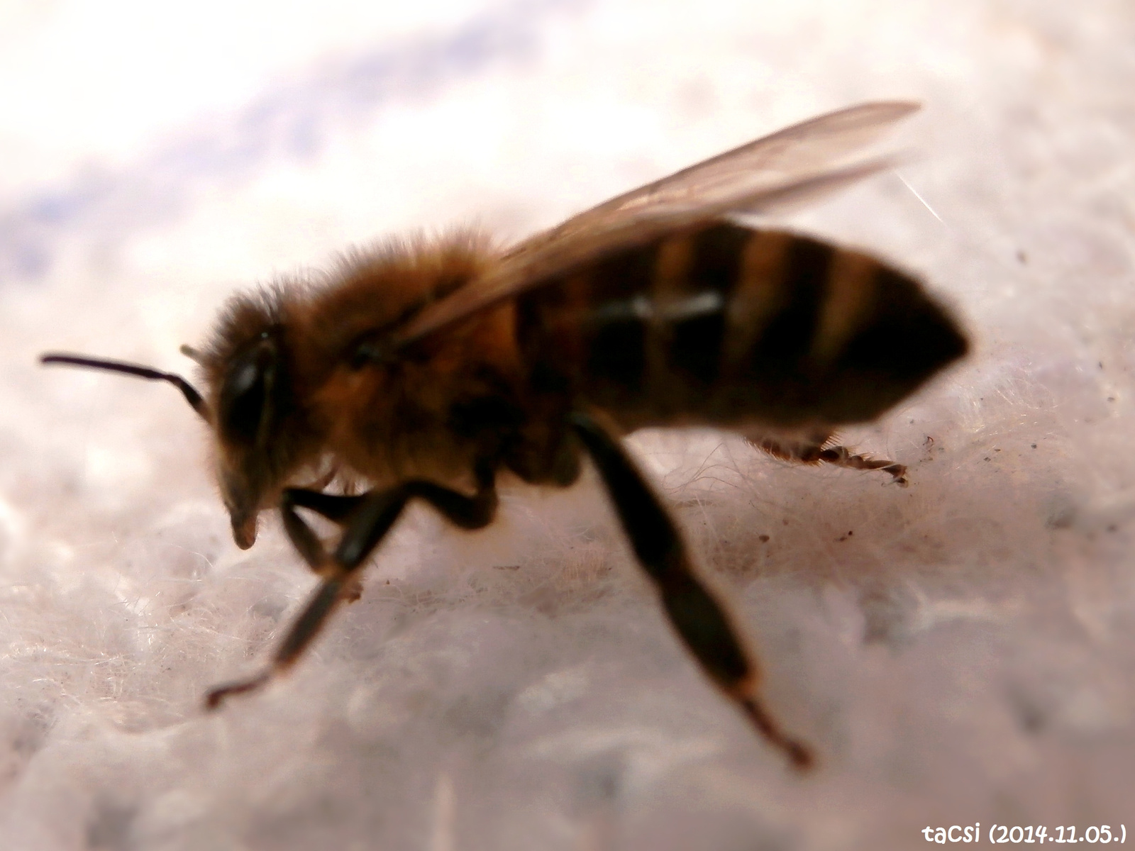 Krajnai dolgozó méh