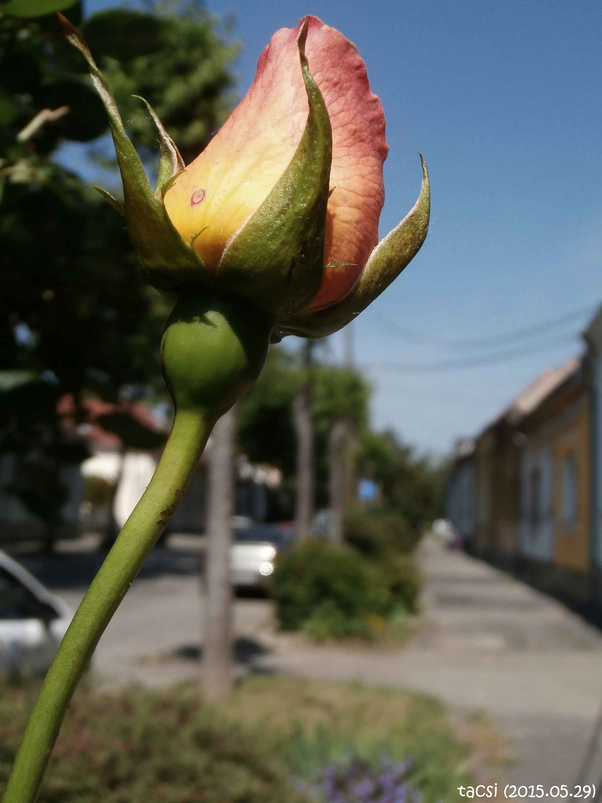 Rózsa és utca