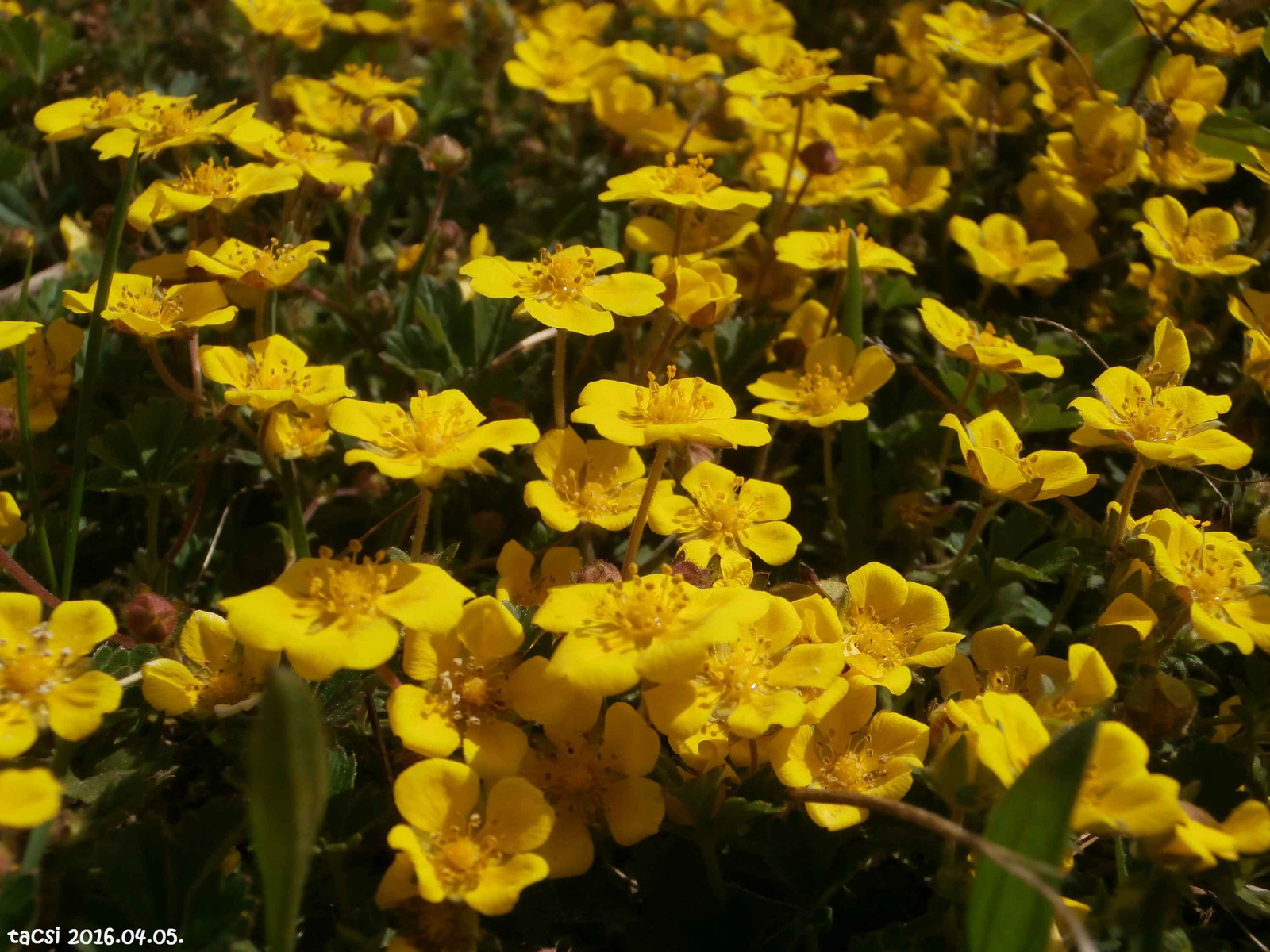 Sárga virágszőnyeg közelebbről