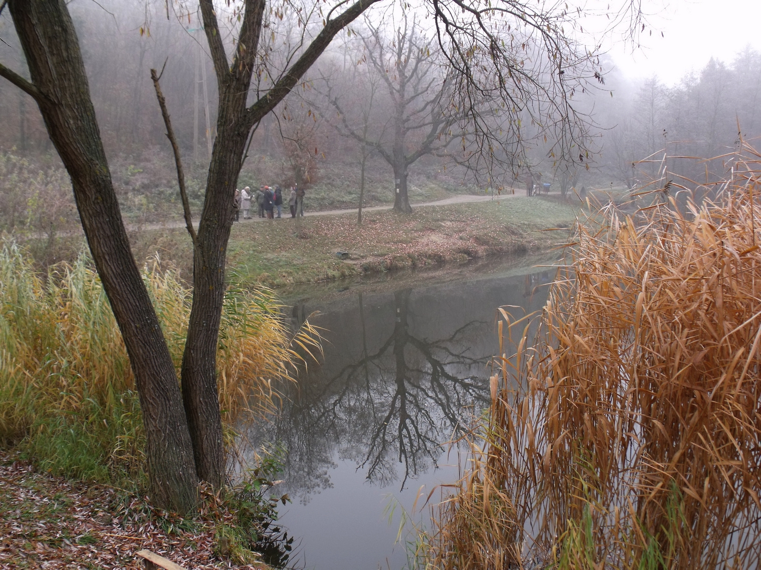 Novemberi köd a Szalamandra tónál