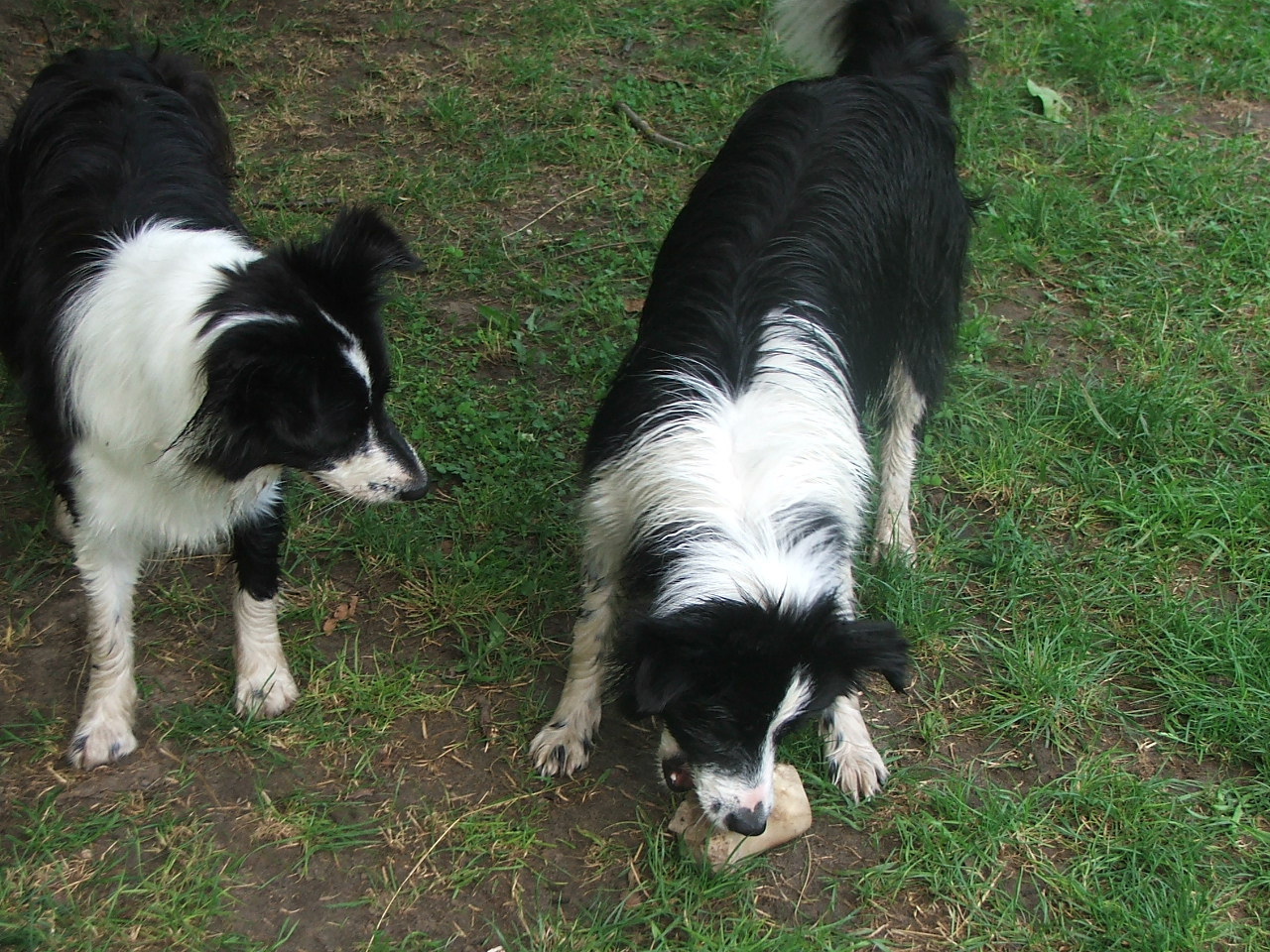 2011 .Lajosmizse-Forestry Farm 030