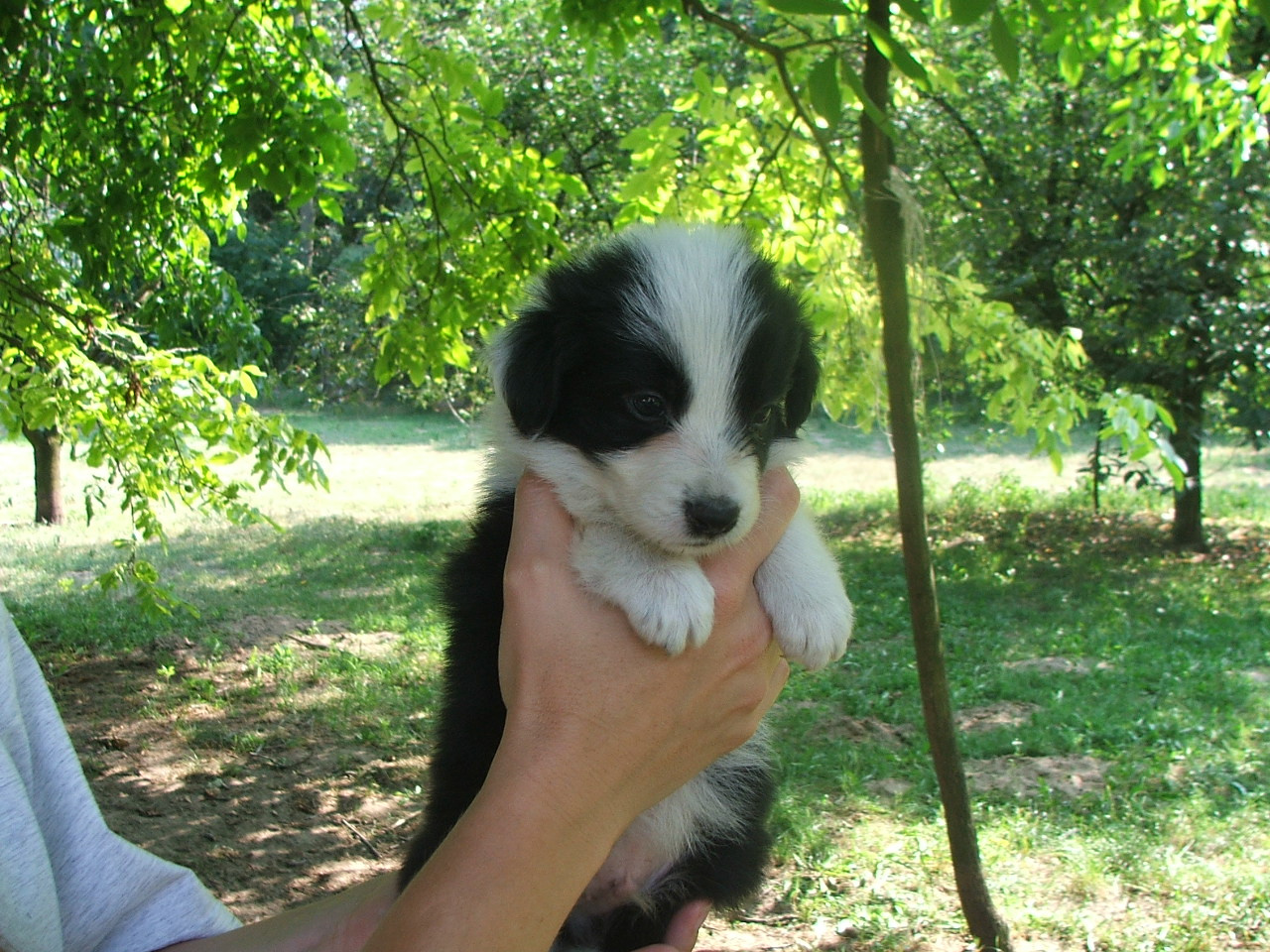 2011 .Lajosmizse-Forestry Farm 081