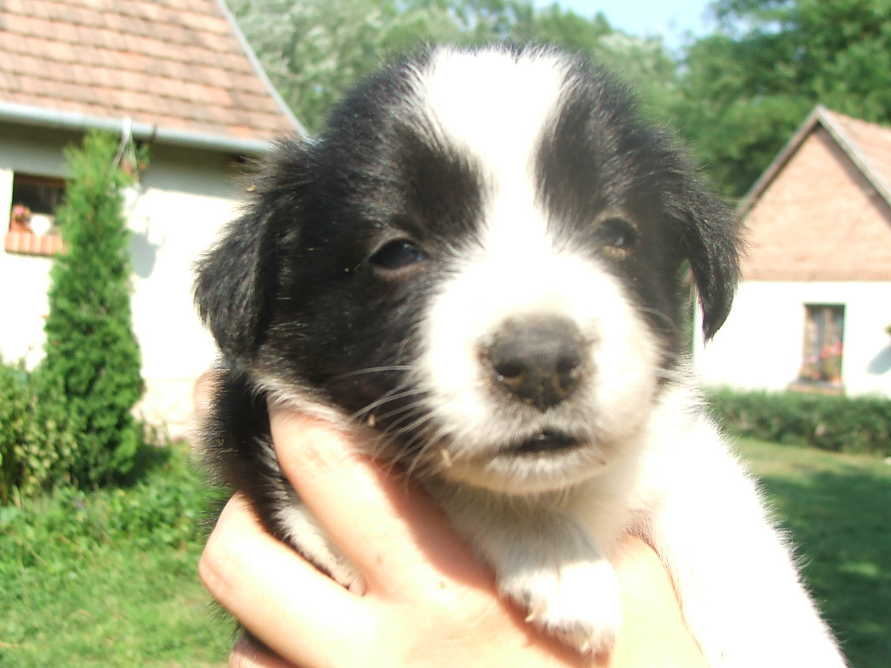 2011 .Lajosmizse-Forestry Farm 096