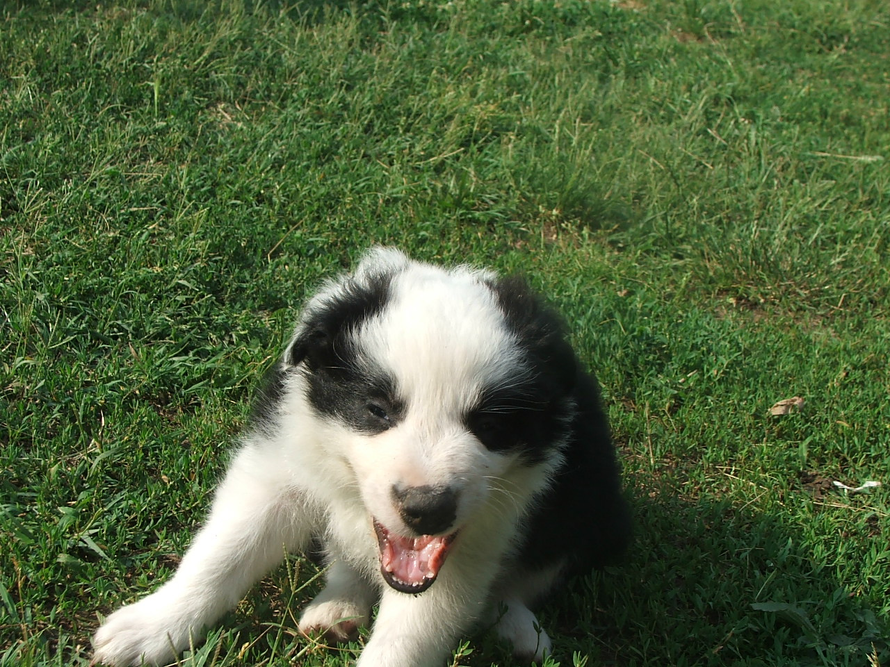 2011 .Lajosmizse-Forestry Farm 131