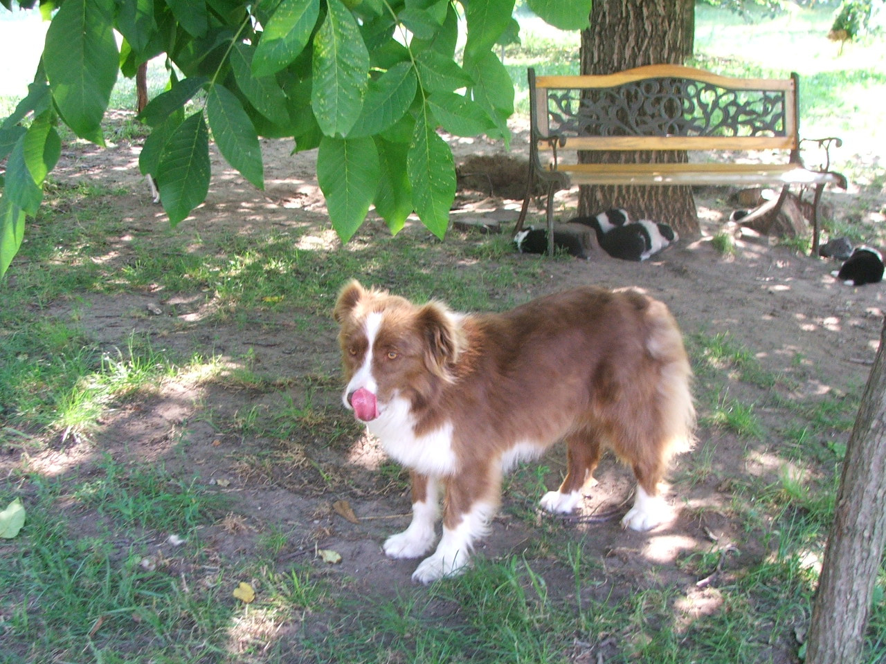 2011 .Lajosmizse-Forestry Farm 154