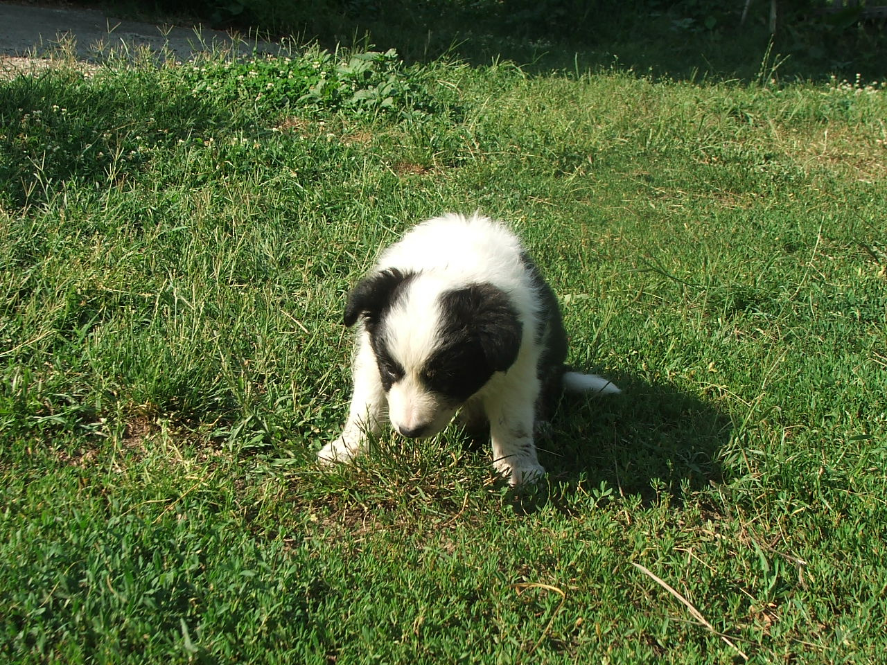 2011 .Lajosmizse-Forestry Farm 157