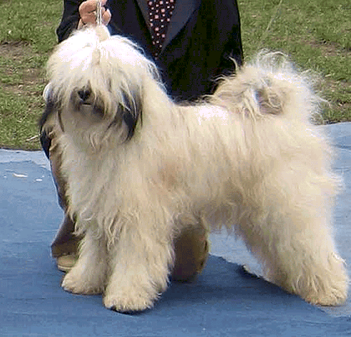 CH Rozsdás Halász Yaris Tibeti terrier fedezőkan -kamasz