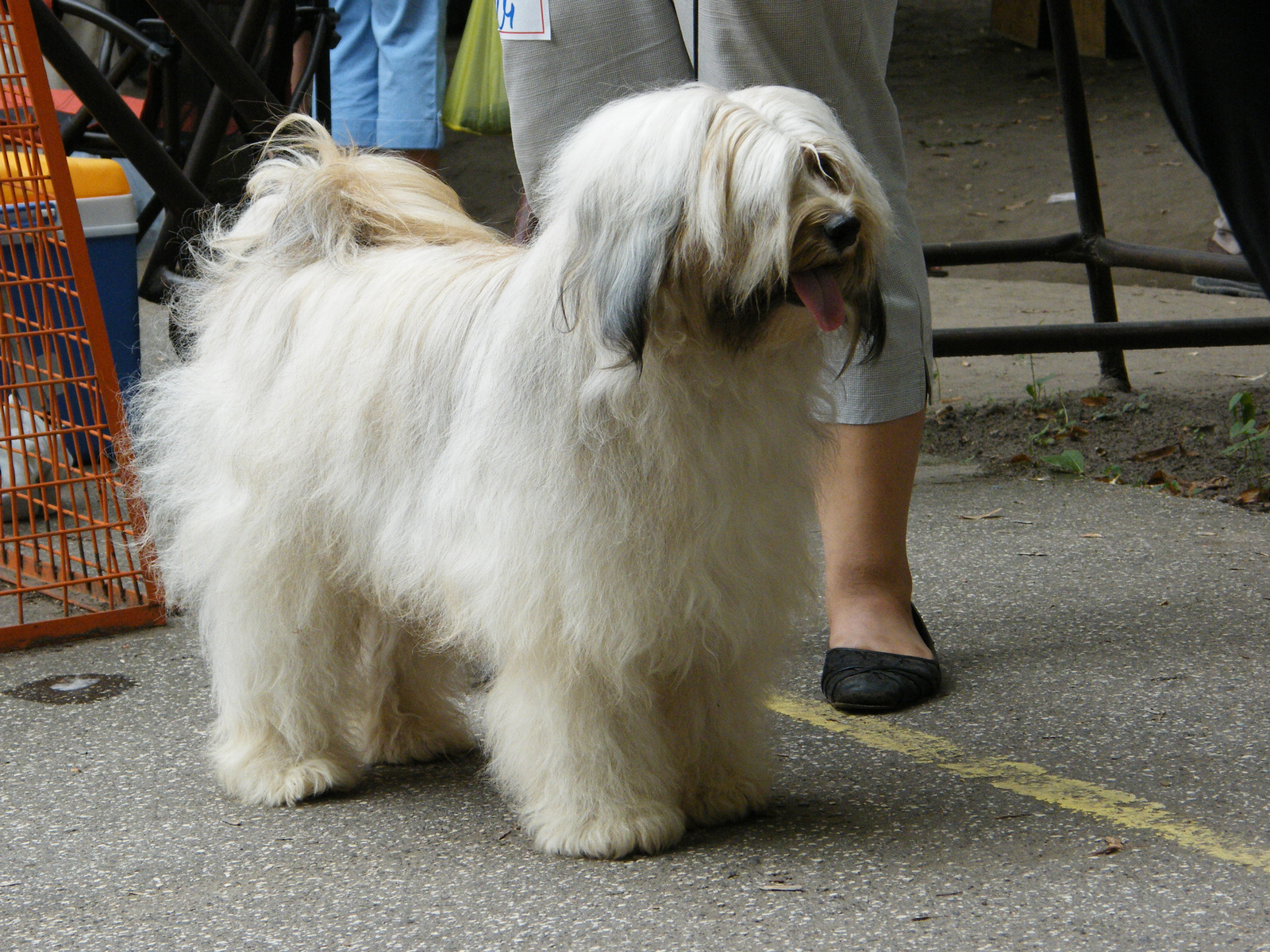 CH Rozsdás Halász Yaris Tibeti terrier fedezőkan -kamasz