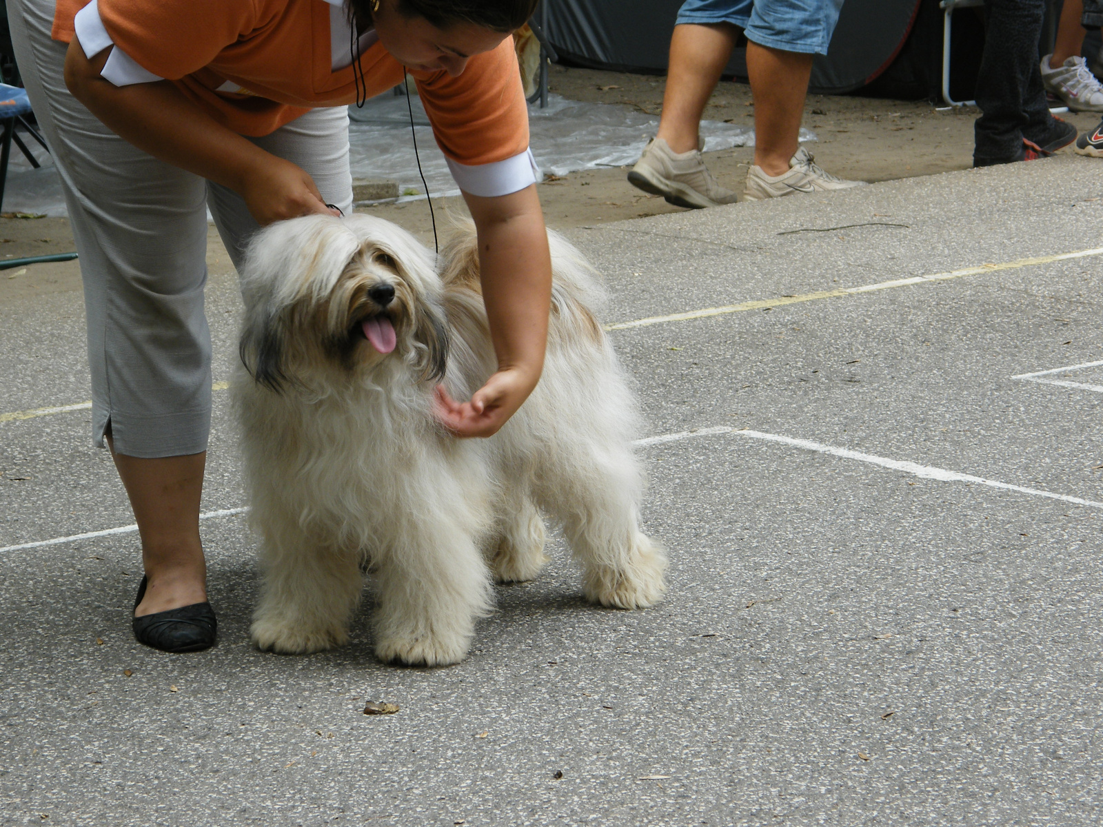 CH Rozsdás Halász Yaris Tibeti terrier fedezőkan -kamasz 03