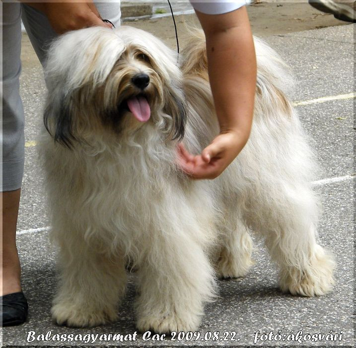 CH Rozsdás Halász Yaris Tibeti terrier fedezőkan -kamasz 04