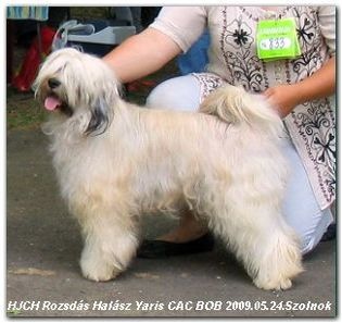 CH Rozsdás Halász Yaris Tibeti terrier fedezőkan -kamasz 05