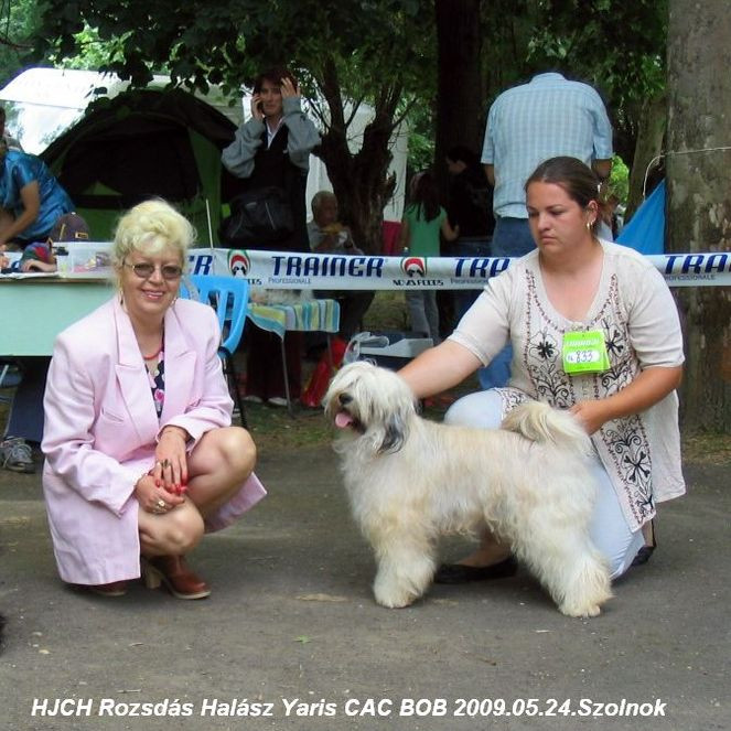 CH Rozsdás Halász Yaris Tibeti terrier fedezőkan -kamasz 06