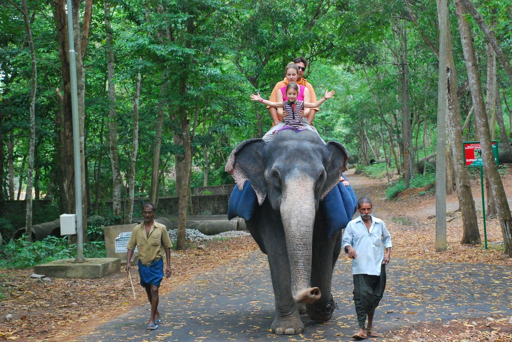 Indiai elefánt - 43