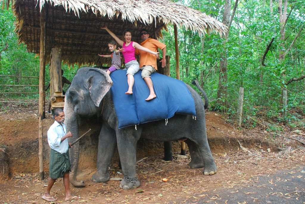 Indiai elefánt - 46