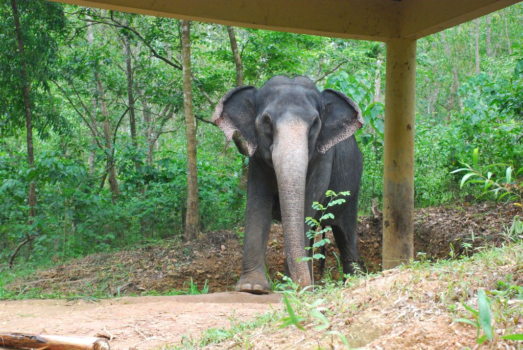 Indiai elefánt - 66