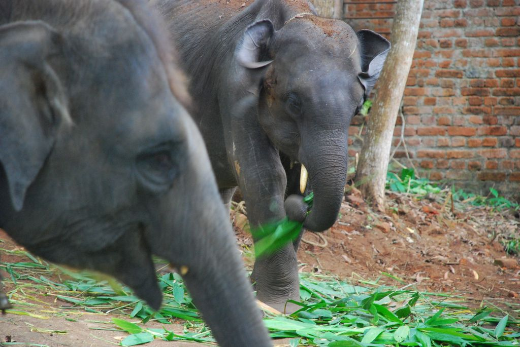 Indiai elefánt - 82