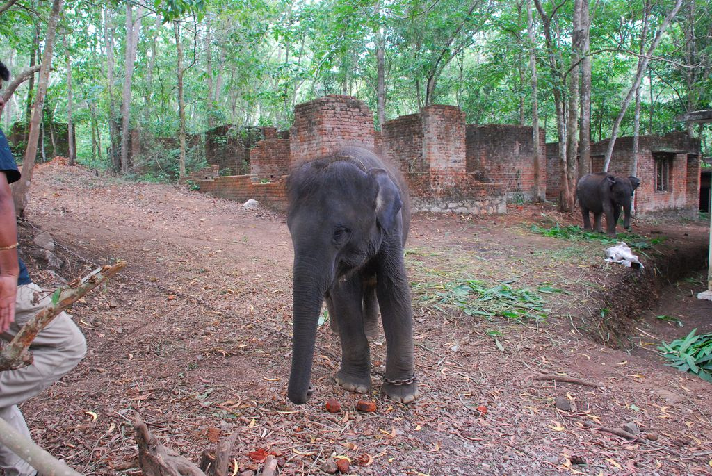 Indiai elefánt - 87