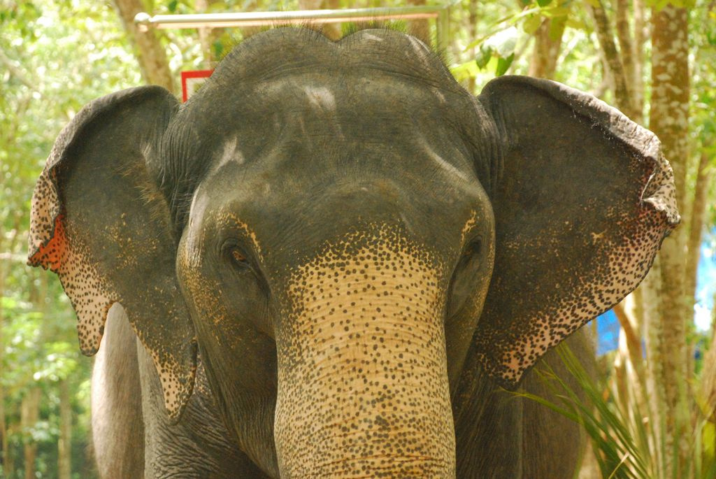 Indiai elefánt - 90