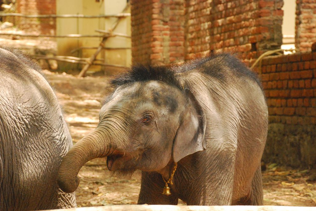 Indiai elefánt - 107