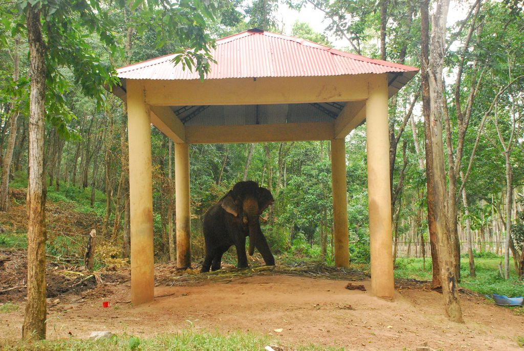Indiai elefánt - 111