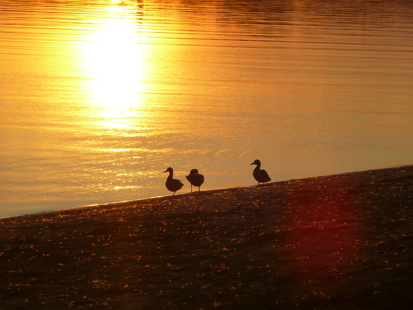 Kacsák a naplementében