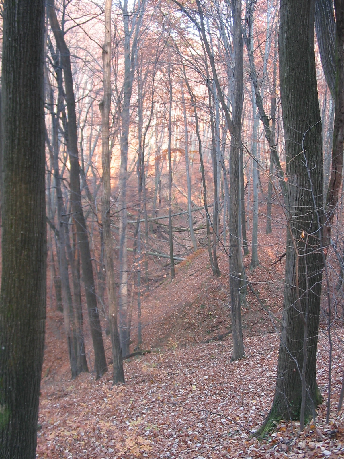 2011 11 15 Keleti mecsek 047