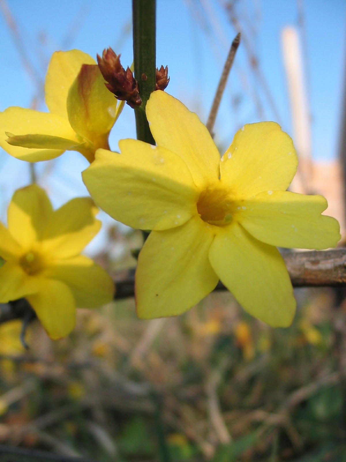 2012 03 21 szőlő 021