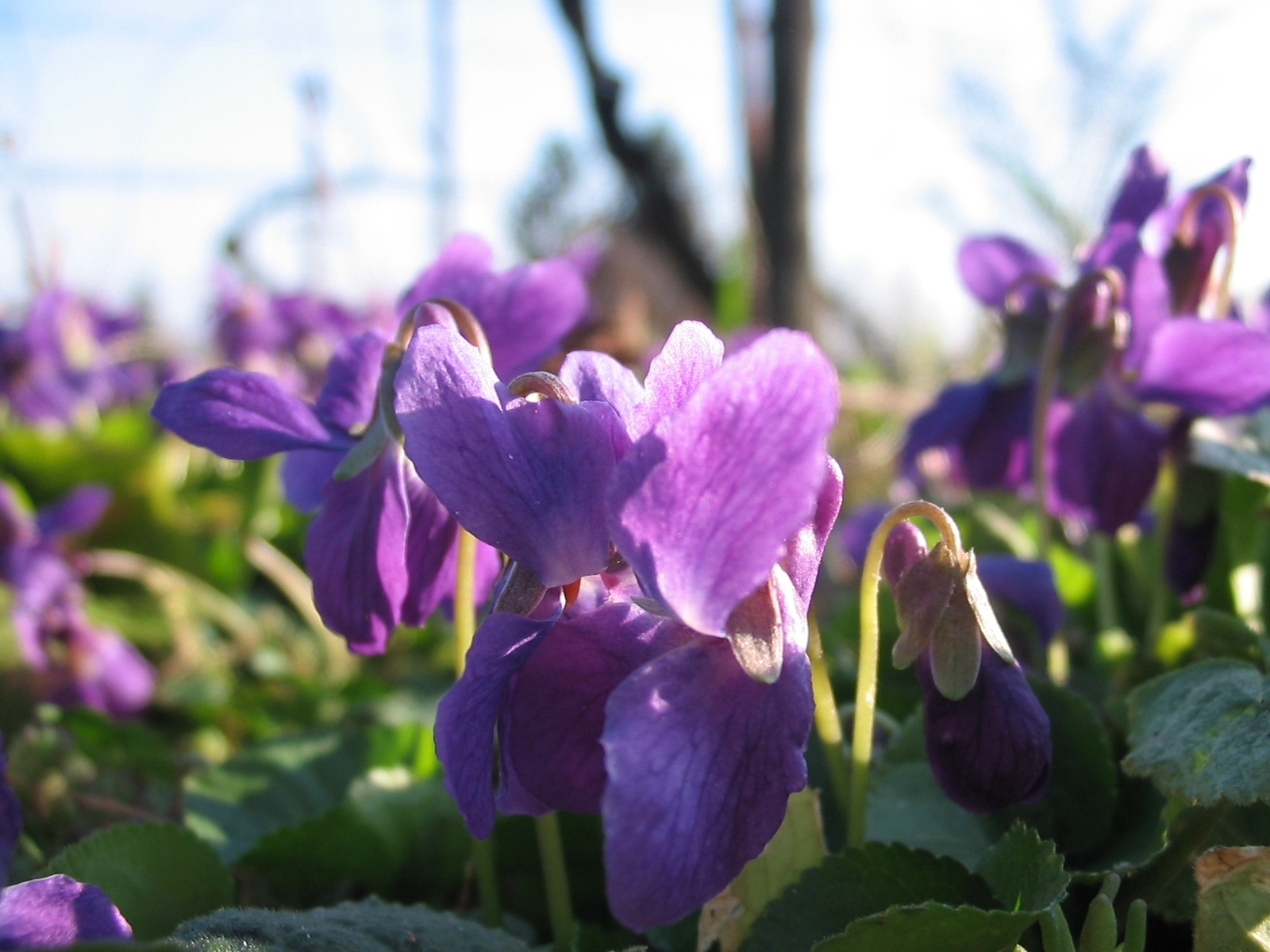 2012 03 21 szőlő 042