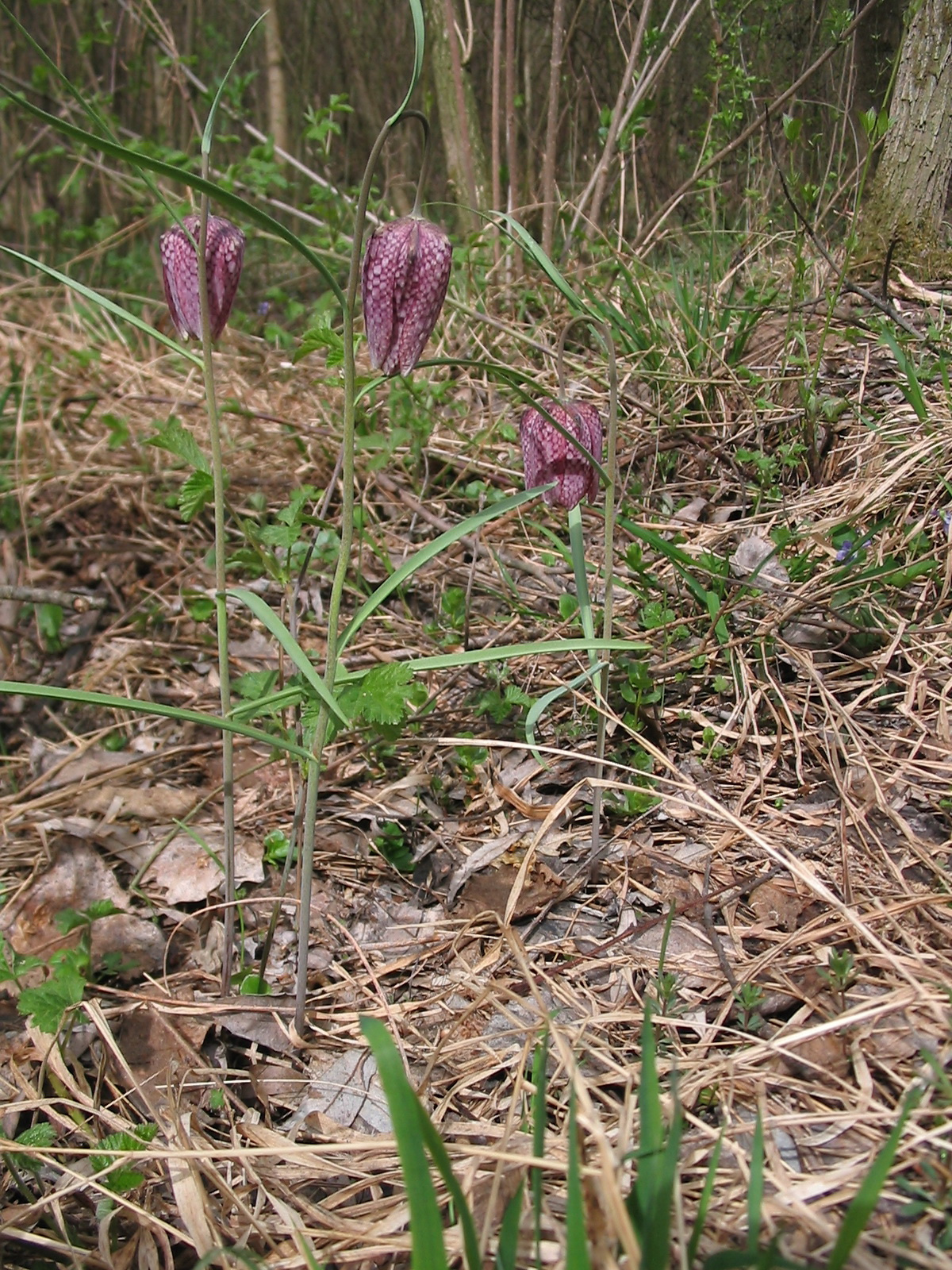 2012 04 01 Mattyi túra 048