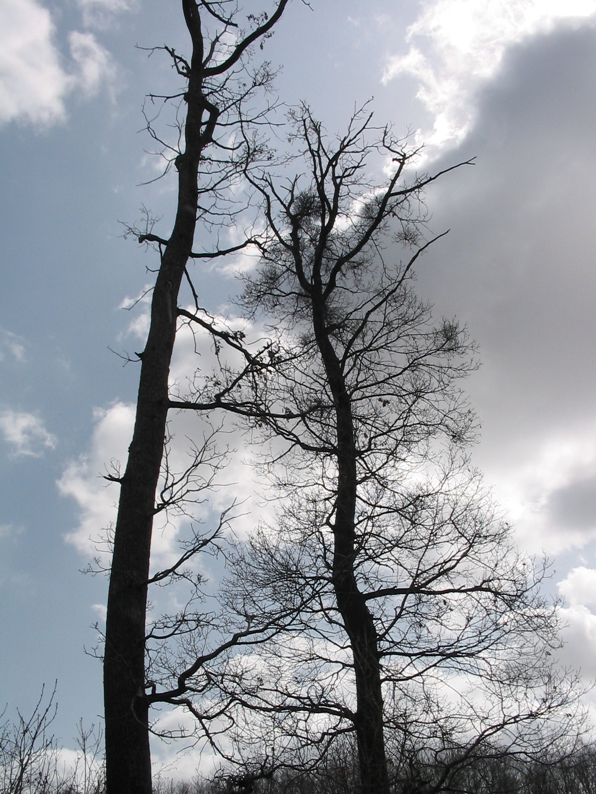 2012 04 05 Árpádtető-Tettye 023