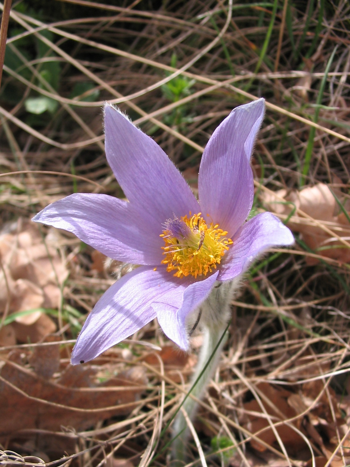 2012 04 05 Árpádtető-Tettye 026