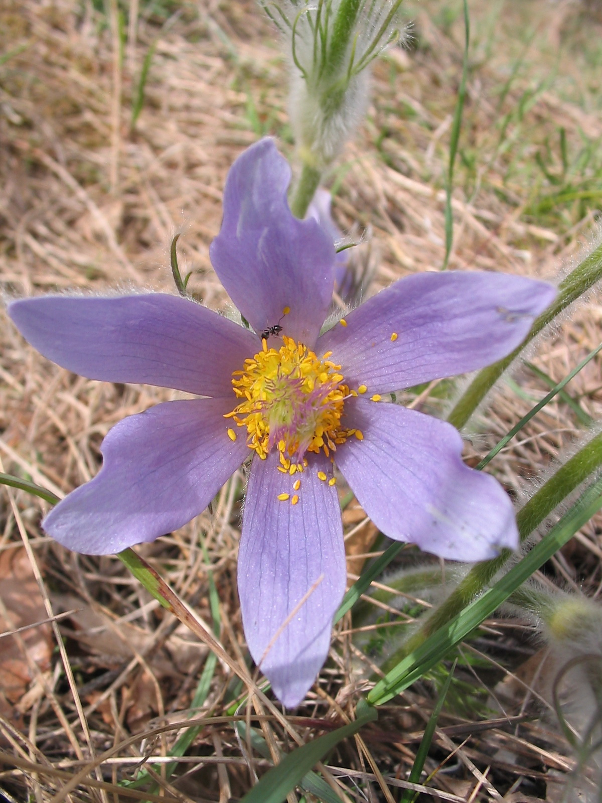 2012 04 05 Árpádtető-Tettye 029