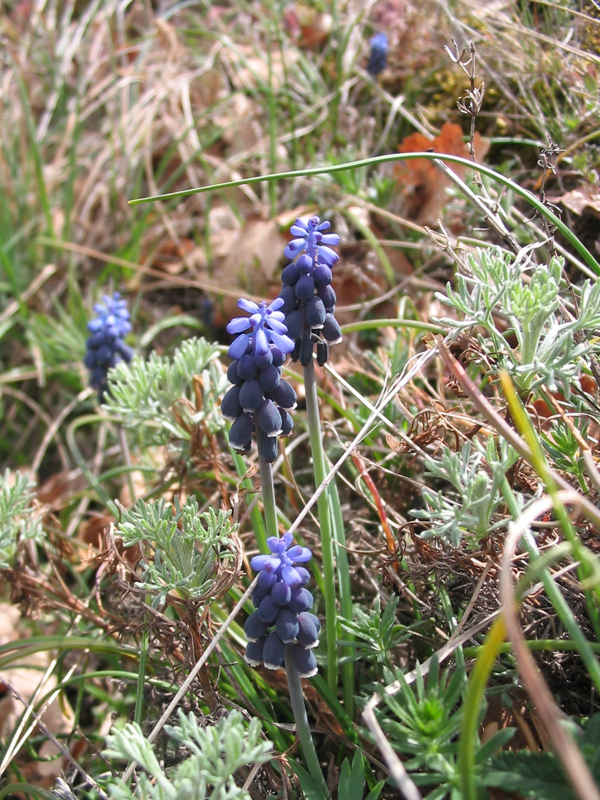 2012 04 05 Árpádtető-Tettye 040