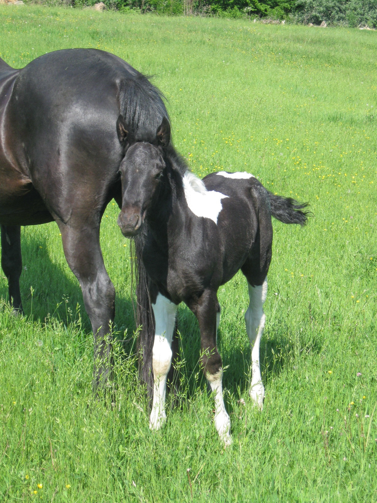 2012 05 12 Bm középtávú 002