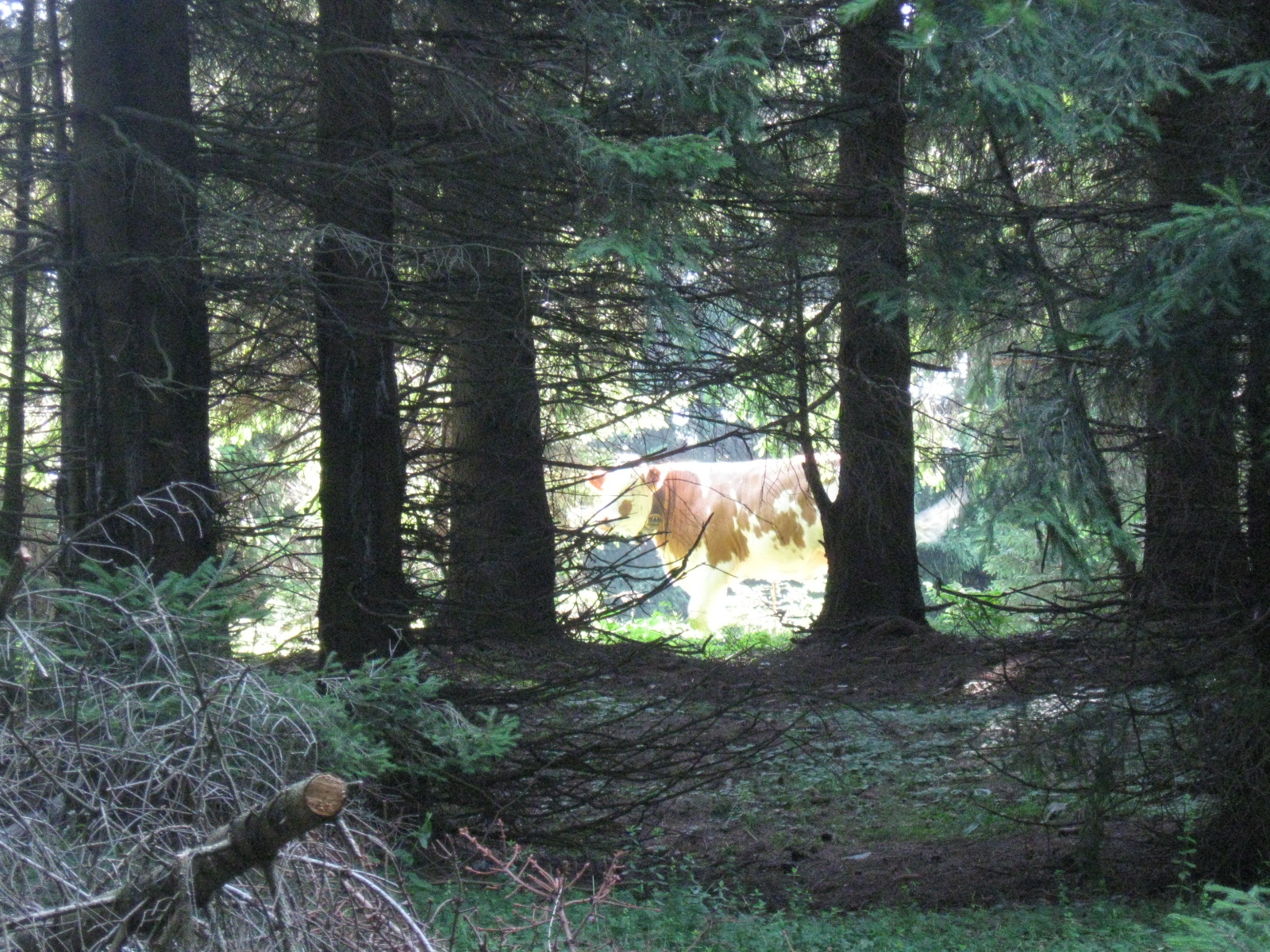 2012 07 05 Graz 5 nap 011