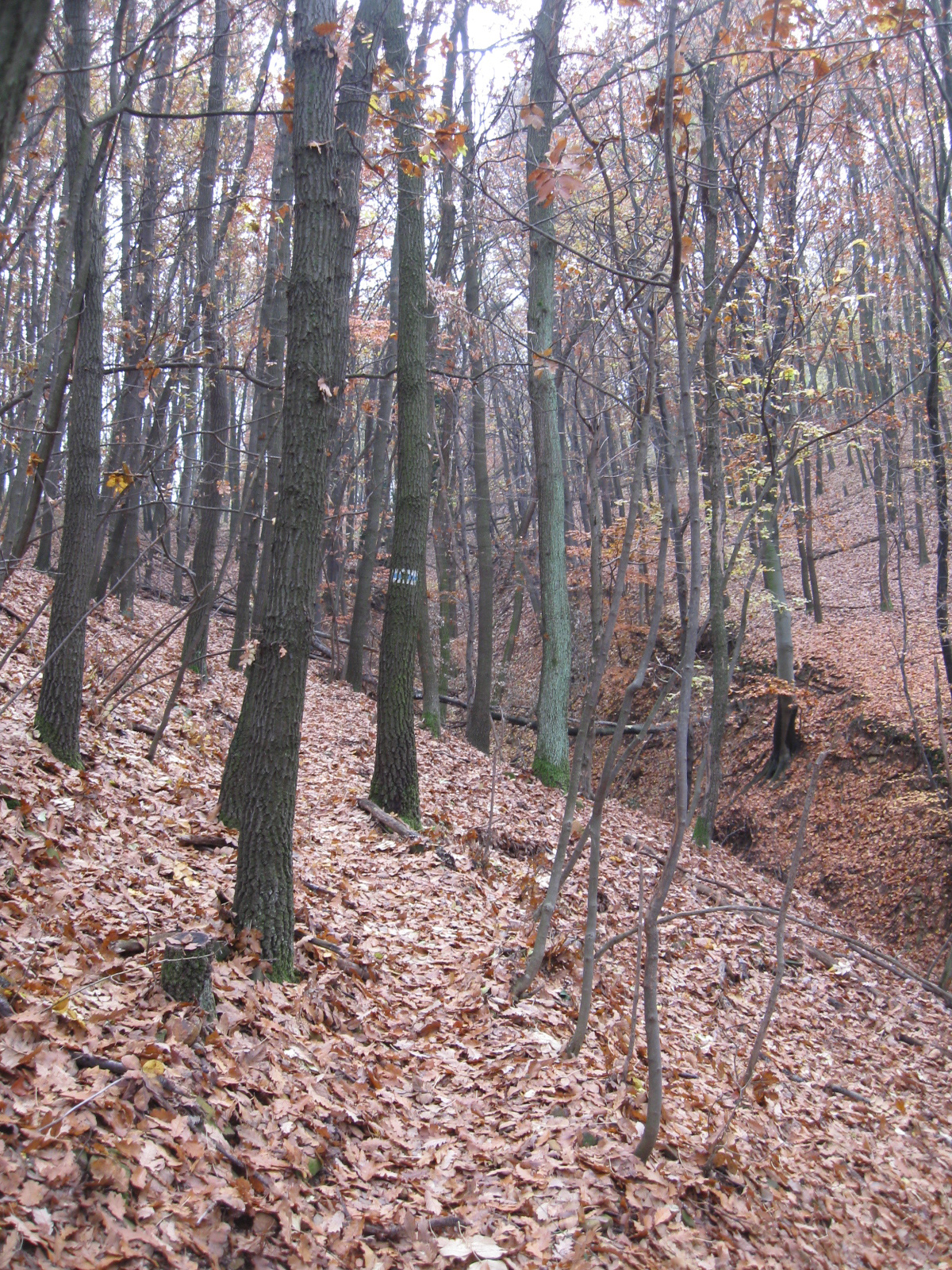 2012 11 24 Rockenbauer túra 025