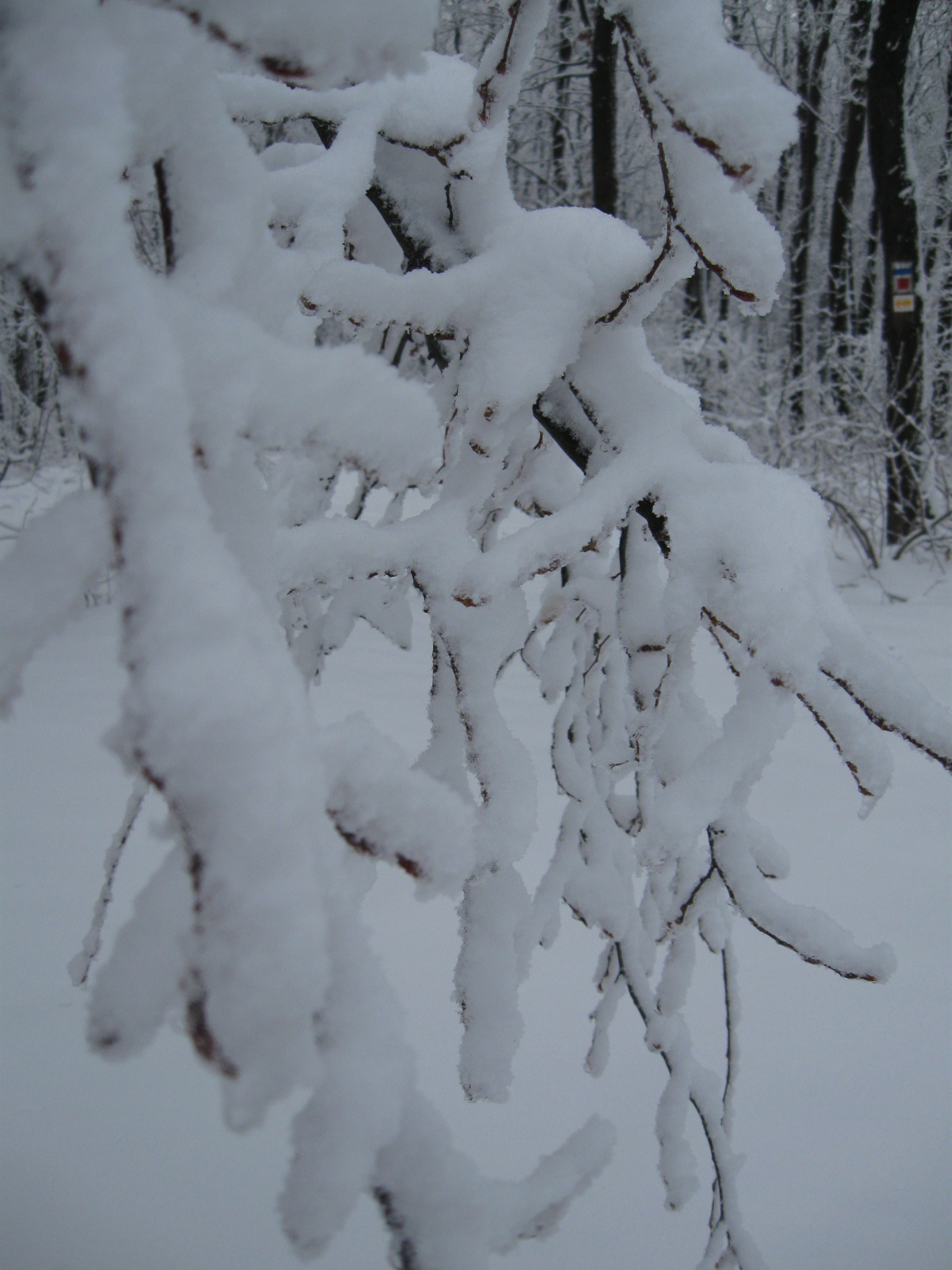 2013 01 19 árpádtető-állatkert 004