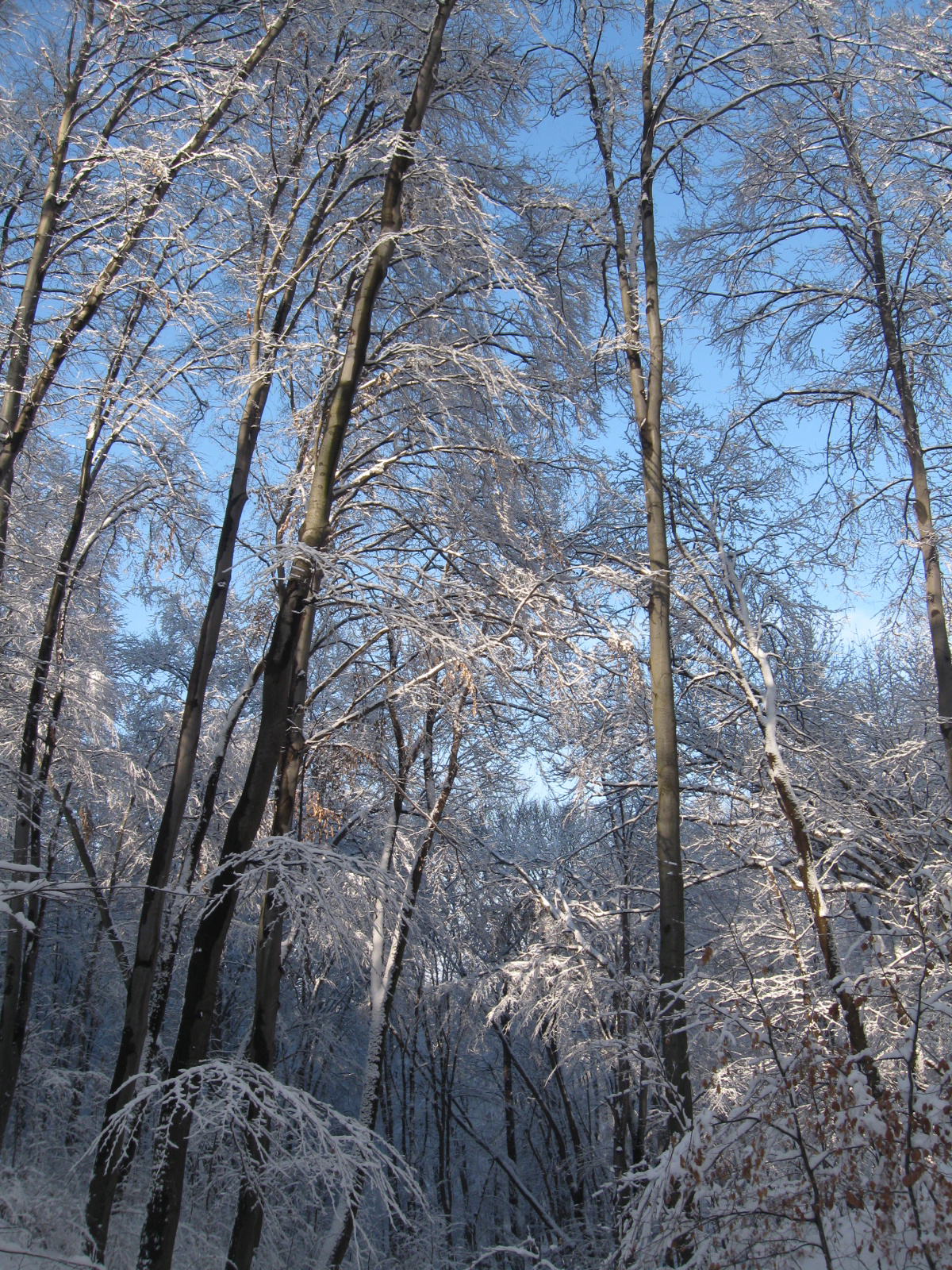 2013 01 19 árpádtető-állatkert 048